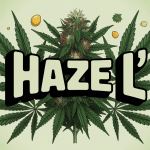 plante cannabis haze l stylisee moderne